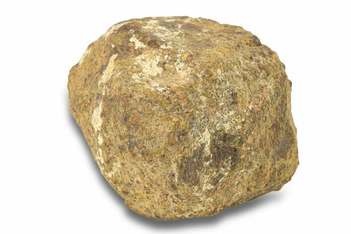 Gold Basin Chondrite Meteorite ( g) - Arizona #282760